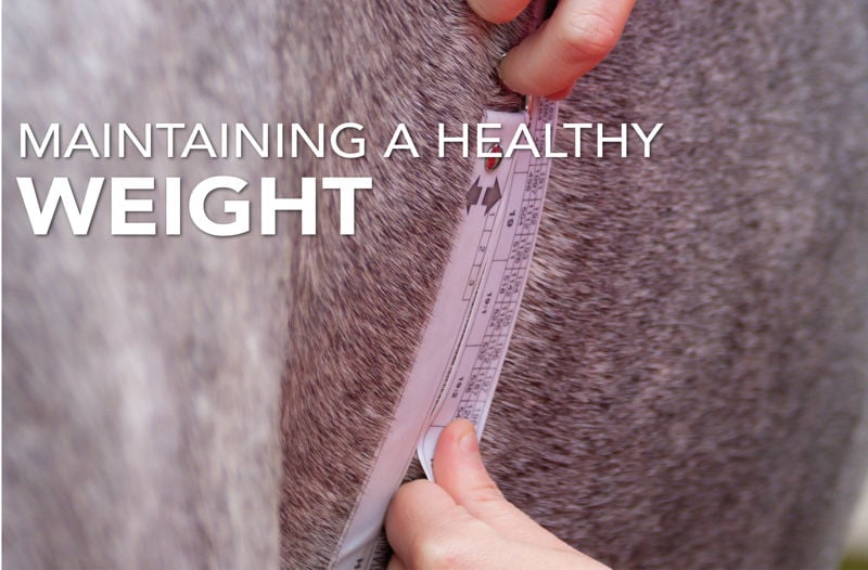 Keeping Your Horse at a Healthy Weight | Equine Science Matters®